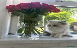 Ragdoll cats for sale: Chunky Kittens Available  - Image 9