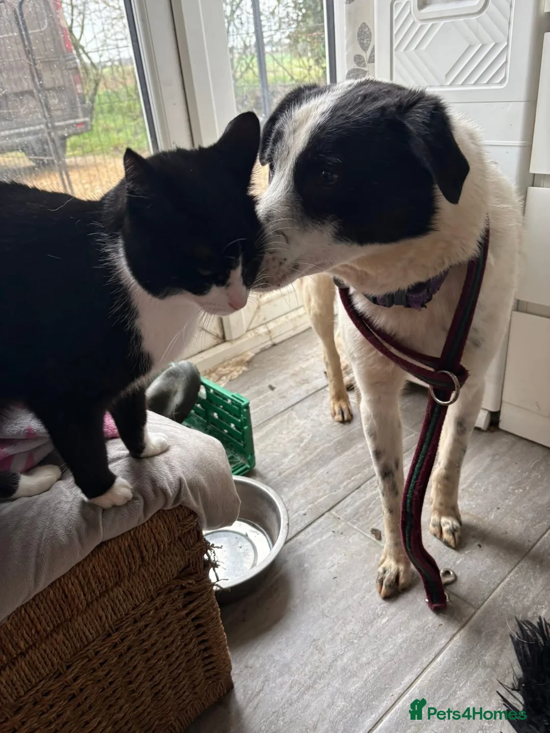 Mixed Breed dogs for adoption: Desmond - Norwich Norfolk  - Advert 17