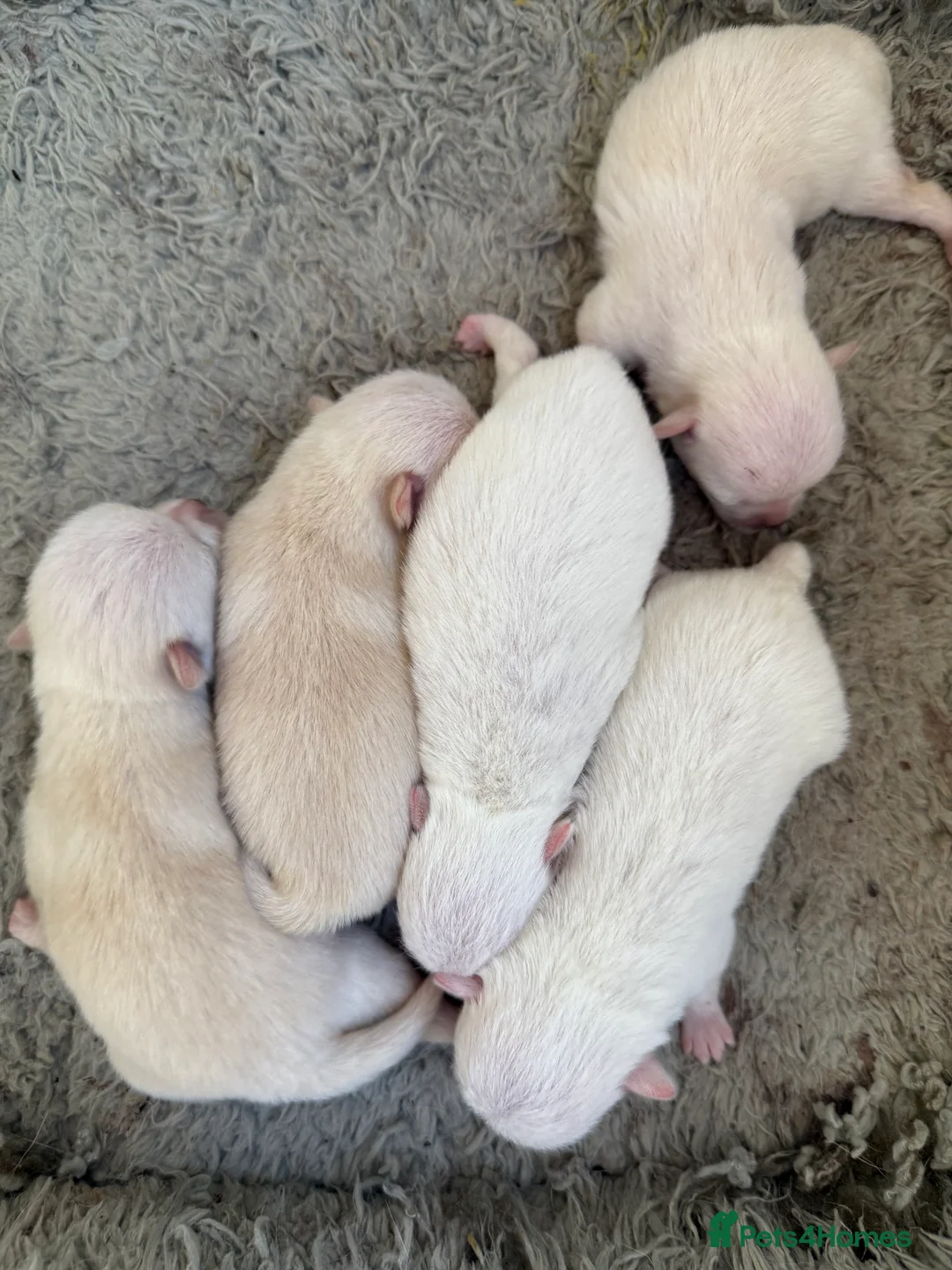 Pomeranian dogs for stud: Pierre stunning white TINY teddy Pom STUD ONLY in Romford - Advert 11