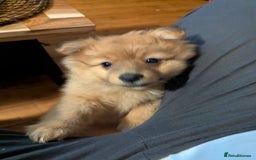 Pomeranian dogs for sale: 2 LEFT!! Purebred Cute fluffy Pomeranian Puppies! - Image 28