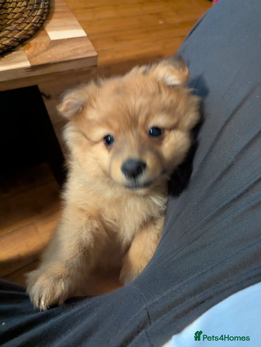 Pomeranian dogs for sale: 2 LEFT!! Purebred Cute fluffy Pomeranian Puppies! - Image 28