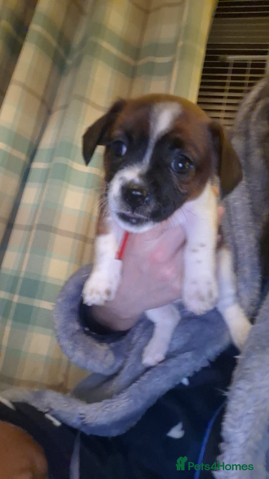 Mixed Breed dogs for sale: 🐾 Gorgeous Mixed-Breed Puppies – 🐾 - Advert 3