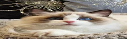 Ragdoll cats for sale: 🎀🐈Exclusive quality kittens🏆Champion parents🐈 - Advert 18