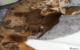 Dachshund dogs for sale: Beautiful dachshund girls  - Image 6