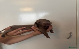 Miniature Dachshund dogs for sale: Miniature dachshund - Image 12