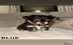 Mixed Breed dogs for sale: Yorkie chihuahua pups for sale  - Image 3
