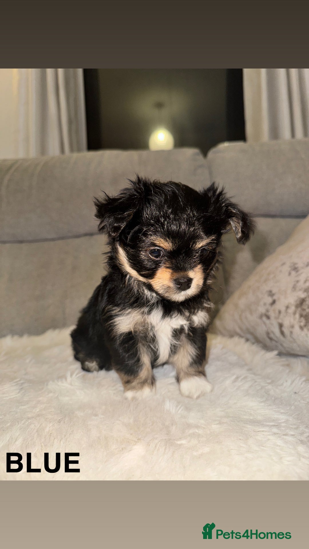 Mixed Breed dogs for sale: Yorkie chihuahua pups for sale  - Image 3