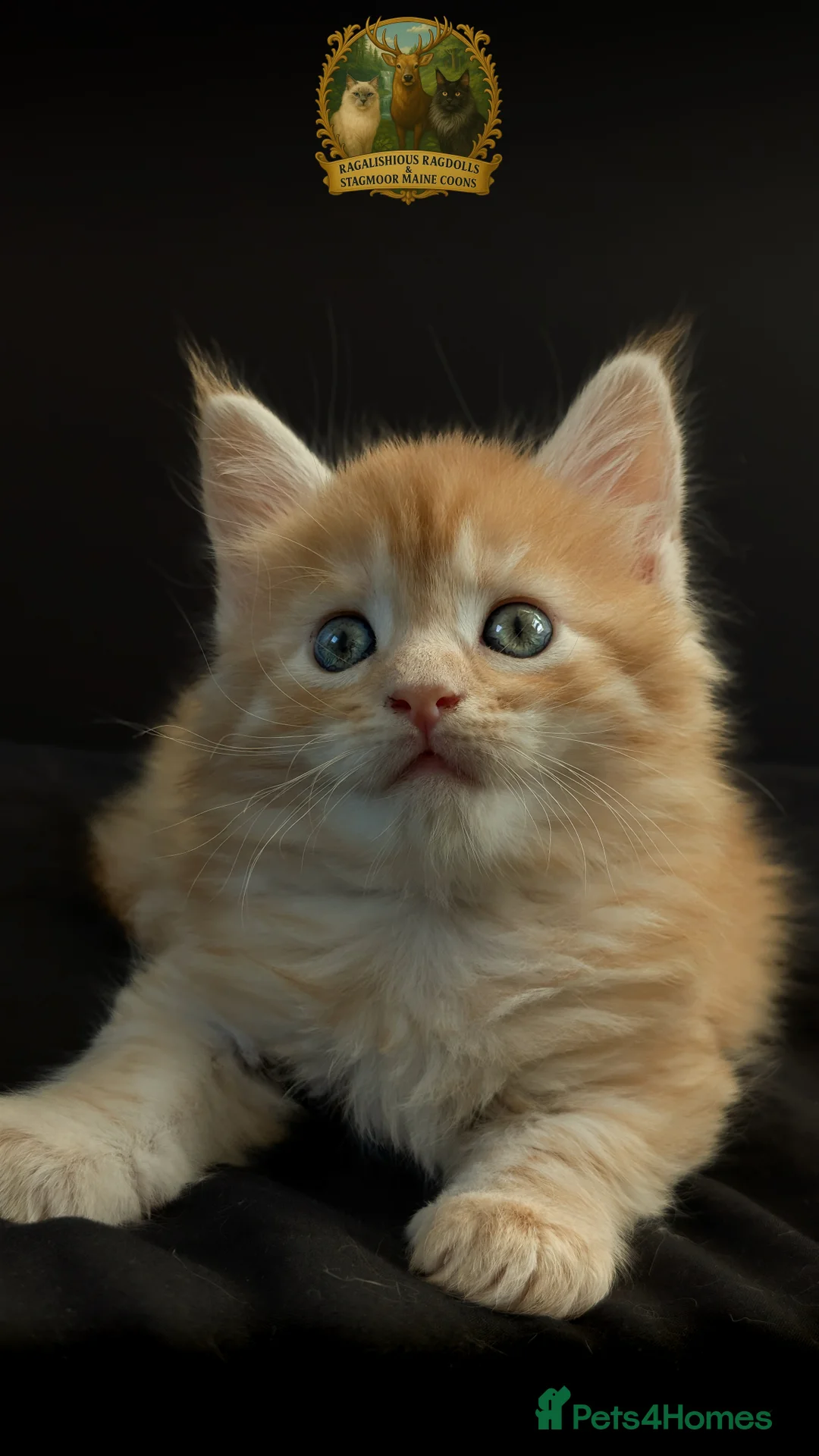 Maine Coon cats for stud: European Championship Carries Shaded GCCF & TICA - Advert 25