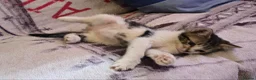 Domestic Shorthair cats for sale: Adorable kittens in London - Advert 11