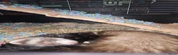 Ferret rodents for sale: Male ferret in Ashton-under-Lyne - Advert 3