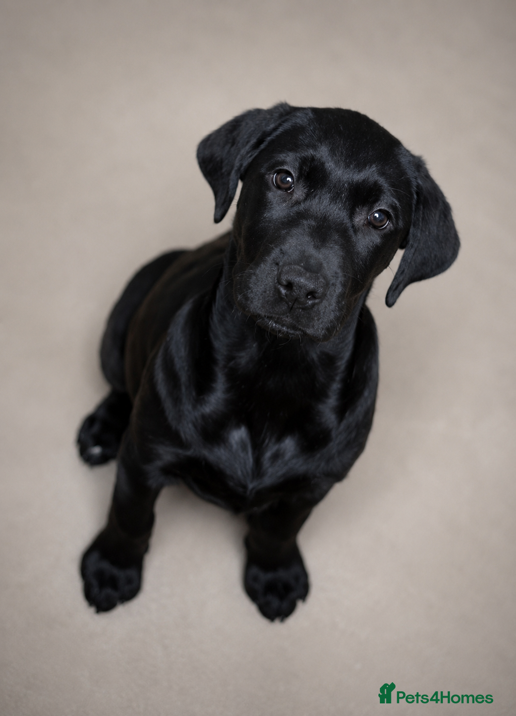 Goldador dogs Stunning Puppies  Ready For Their Forever Homes - Advert 8