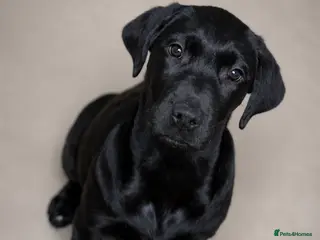 Goldador dogs Stunning Puppies Ready For Their Forever Homes - Advert 6