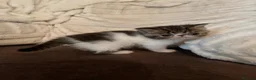 Exotic cats for sale: Show Quality Exotic kittens (TICA) - Advert 2