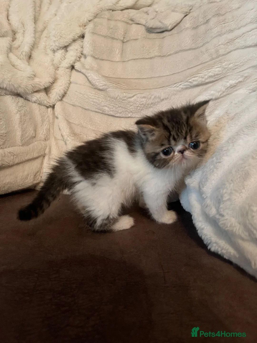 Exotic cats for sale: Show Quality Exotic kittens (TICA) - Advert 2