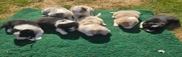 Border Collie dogs for sale: Beautiful litter of Border Collies - Advert 7