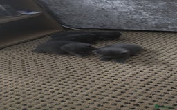 Russian Blue cats for sale: Gorgeous Russian Blue kittens - Image 18