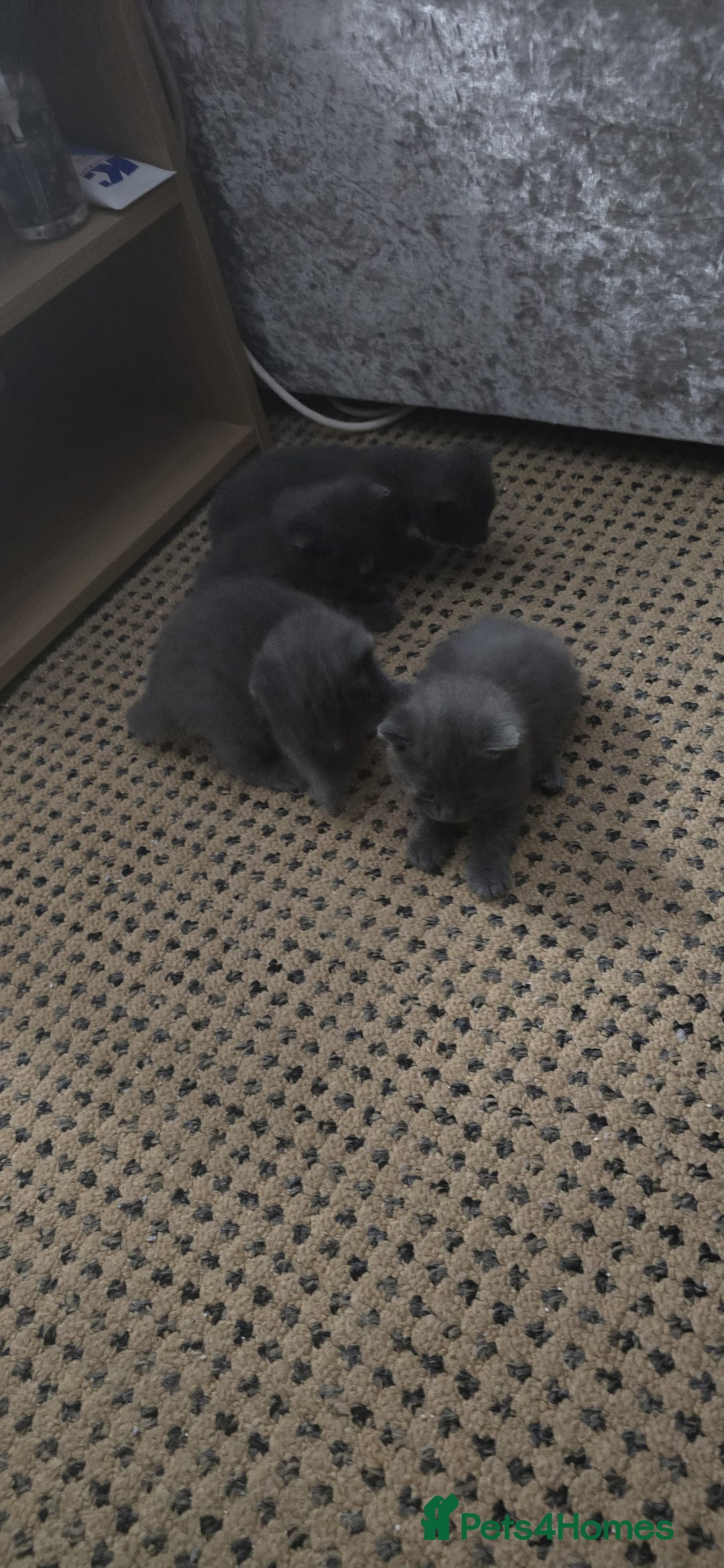 Russian Blue cats for sale: Gorgeous Russian Blue kittens - Image 18