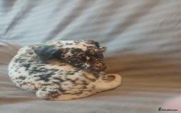 Dalmatian dogs for sale: Dalmatian Ready to home 1×girl 1× boy(£550)) - Image 30