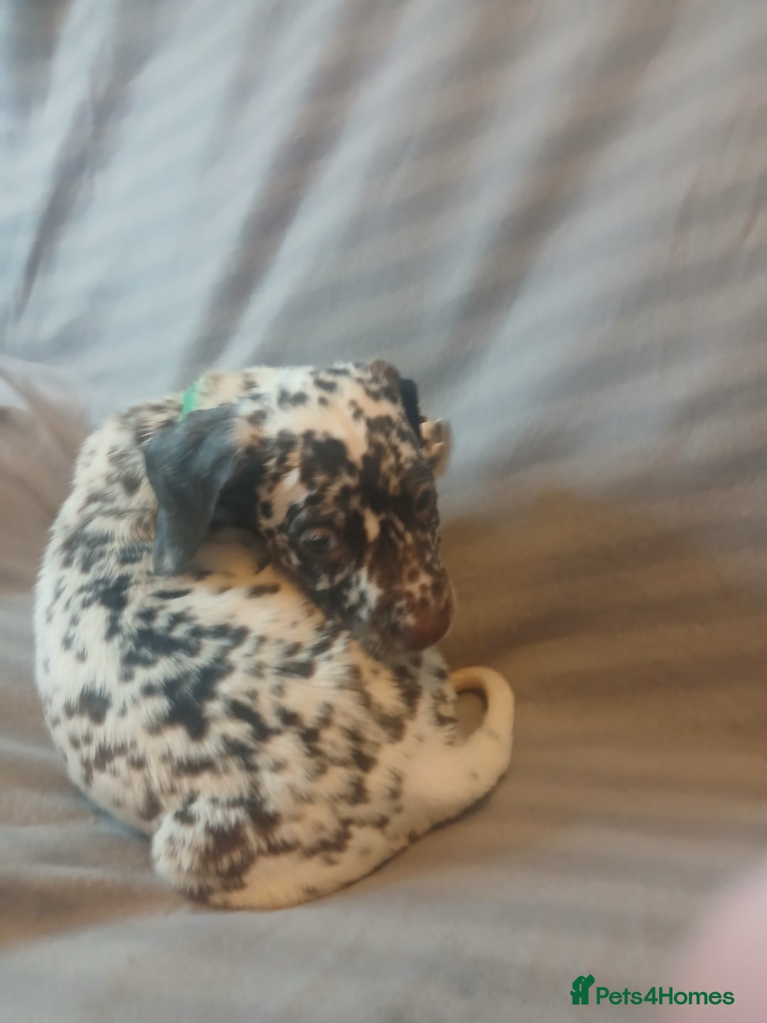 Dalmatian dogs for sale: Dalmatian Ready to home 1×girl 1× boy(£550)) - Image 30