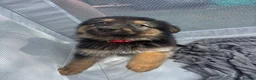 German Shepherd dogs for sale: Long haired German shepherd puppies  - Advert 14