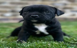 Staffordshire Bull Terrier dogs for sale: Champion Bred - Staffordshire Bull Terrier Puppies - Image 10