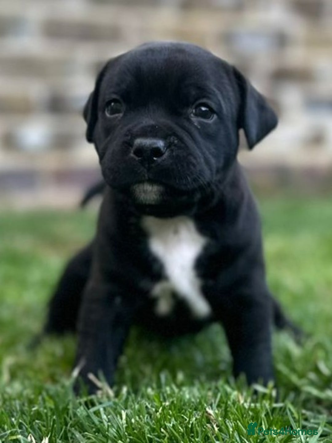 Staffordshire Bull Terrier dogs for sale: Champion Bred - Staffordshire Bull Terrier Puppies - Image 10
