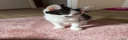Mixed Breed cats for sale: 2 male kittens - 12 weeks old  in Dewsbury - Advert 5