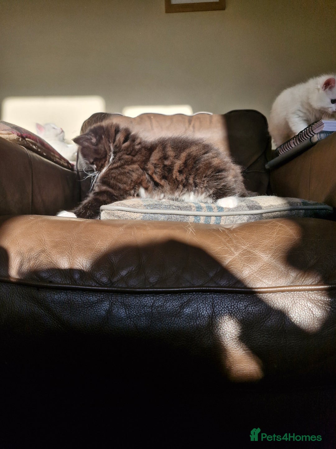 Mixed Breed cats for sale: Beautiful Long Haired kittens - Advert 6