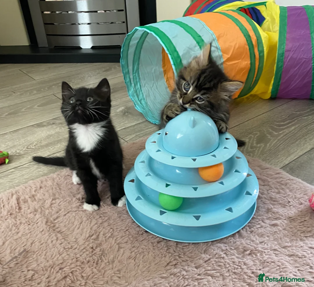 British Longhair cats for sale: 4 adorable kittens - Advert 2