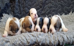 Jack Russell dogs for sale: kC Reg Jack Russell Pups, DNA Health Tested - Image 1