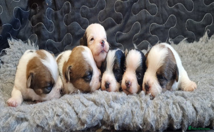 Jack Russell dogs - Advert 3