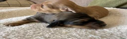 Miniature Dachshund dogs for sale: Stunning long hair  KC,PRA & BVA eye clear parents - Advert 24