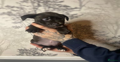 American Bully dogs Pocket bully puppies  - Advert 5