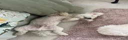 Bichon Frise dogs for sale: 2 year old male neutered bichon frise in Wrexham - Advert 16