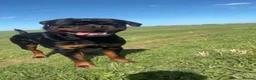 Rottweiler dogs for stud: 🔥 STUD AVAILABLE – BRUNO 🔥 in Hull - Advert 4