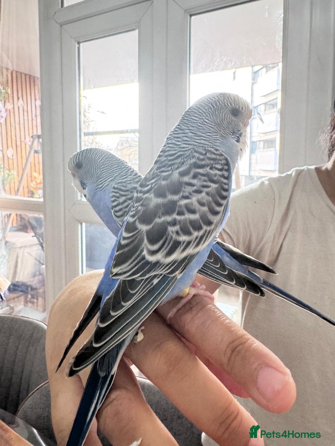 Budgerigars birds for sale: TCB, BW, Spilt BF ,spilt helicopter baby budgies  - Advert 3