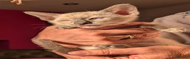 Beige collar