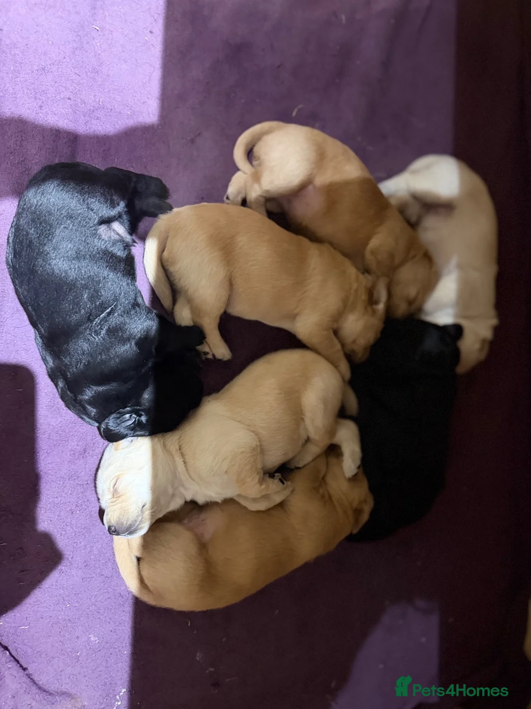 Labradoodle dogs for sale: Fb1 labradoodle puppies  - Advert 7