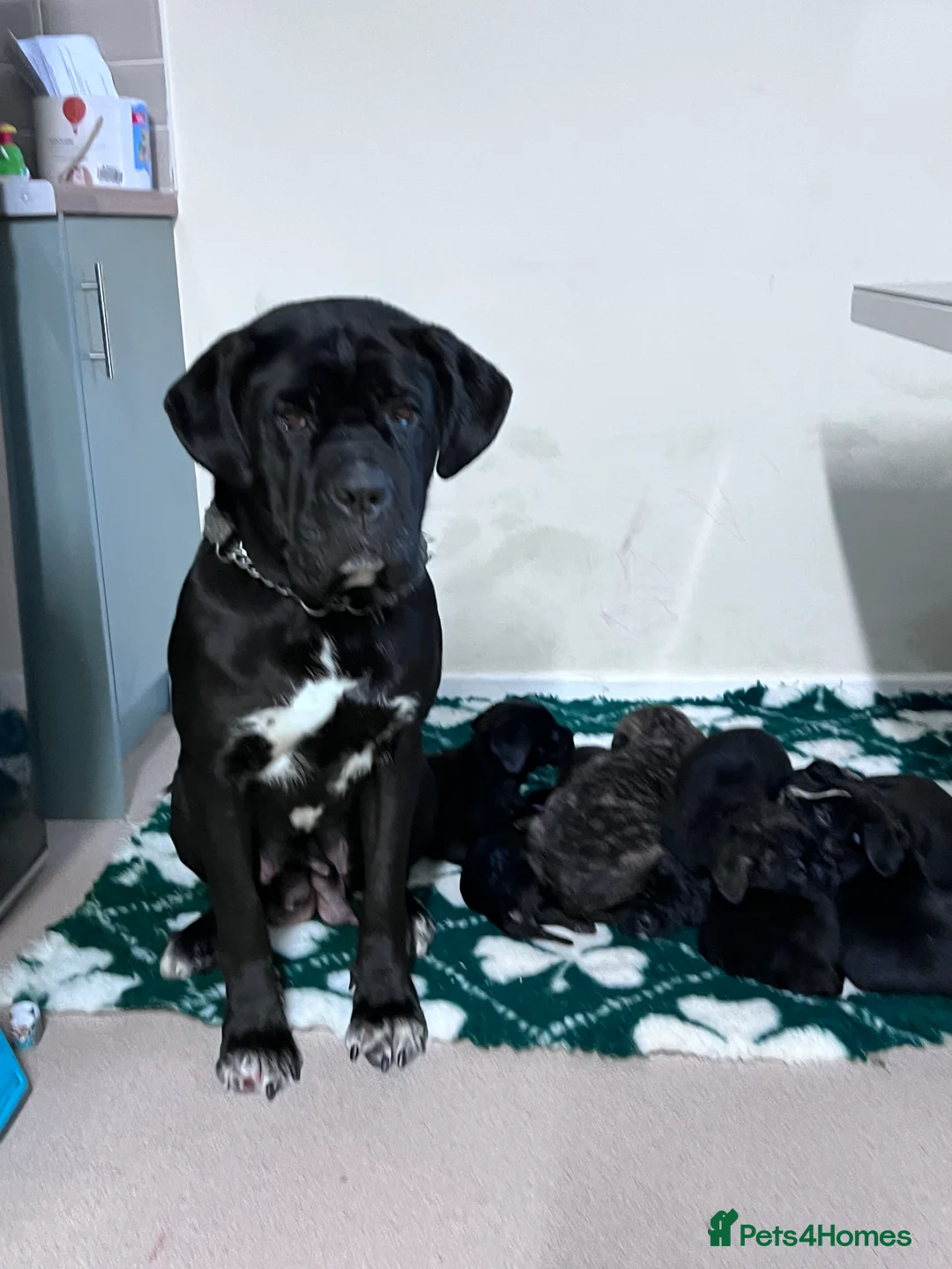 Cane Corso dogs for sale: Cane corsos full pedigree only 4 left - Advert 1