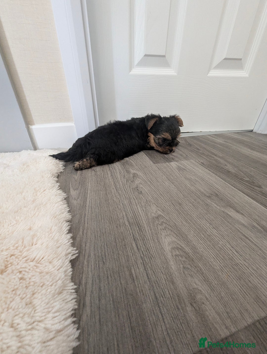 Yorkshire Terrier dogs for sale: Wonderful Yorkshire terrier puppies  - Image 36