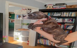 Mixed Breed dogs for sale: Mastiff cross  - Image 28