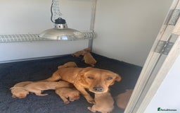 Labrador Retriever dogs for sale: Five ⭐️Council Registered Breeders litter of Labs - Image 4