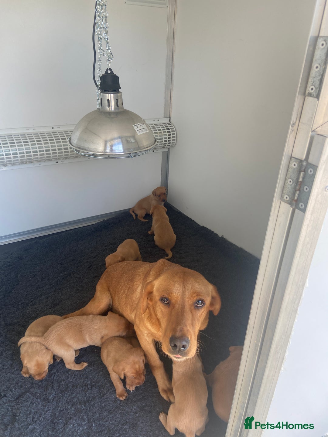 Labrador Retriever dogs for sale: Five ⭐️Council Registered Breeders litter of Labs - Image 4