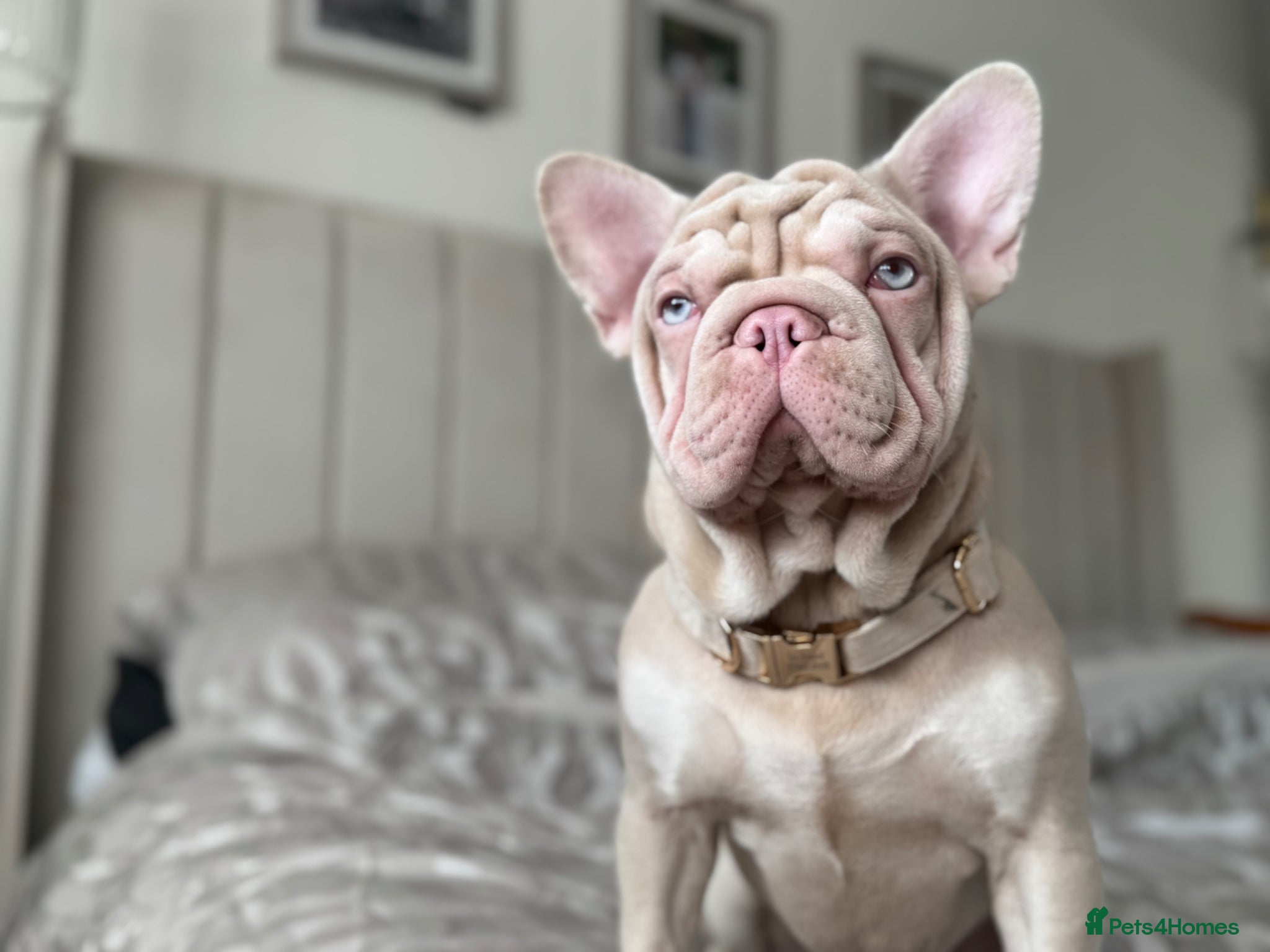 French Bulldog dogs  🌸 Winnie – Forever Family Wanted - Advert 13