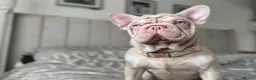 French Bulldog dogs for sale: Beautiful Frenchie Seeking Her Forever Sofa - Advert 7