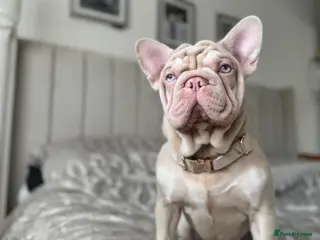 French Bulldog dogs 🌸 Winnie – Forever Family Wanted - Advert 13
