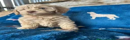 Cockapoo dogs for sale: Cockerpoo puppies - Advert 2