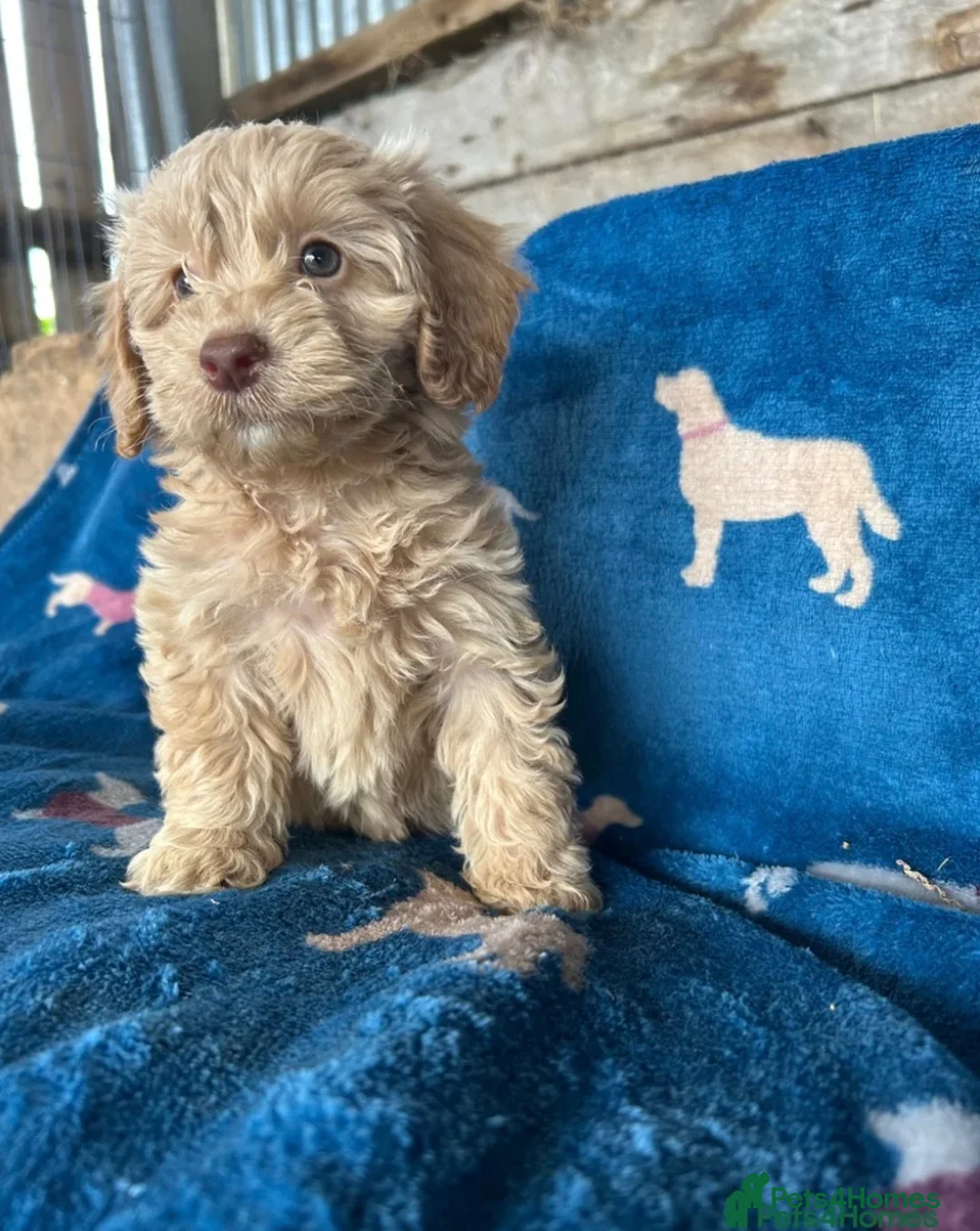 Cockapoo dogs for sale: Cockerpoo puppies - Advert 2