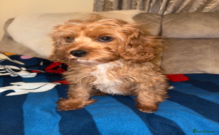 Cavapoo dogs - Advert 5