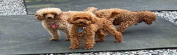 Toy Poodle dogs for stud: 2 RED BOYS FOR STUD in Burry Port - Advert 14